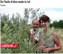 De l’huile d’olive made in Lot – La dépêche